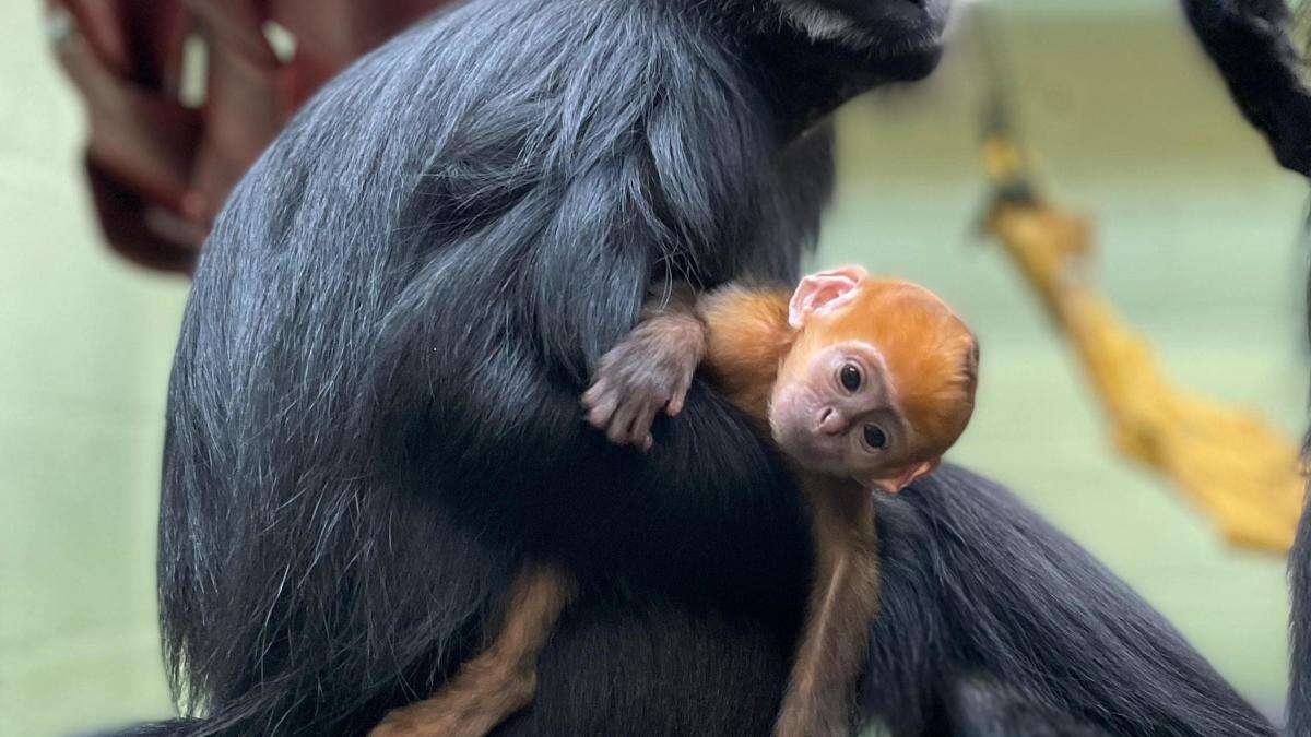 Bedfordshire zoo welcomes ‘ray of sunshine’ baby monkey