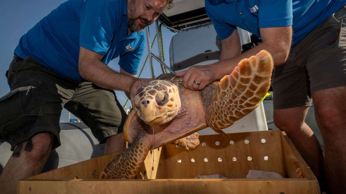 Injured sea turtle given third chance at life after rehabilitation