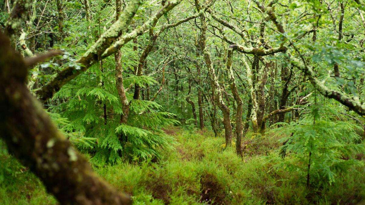 Britain’s rainforests home to wildlife from giant slugs to white-tailed eagles