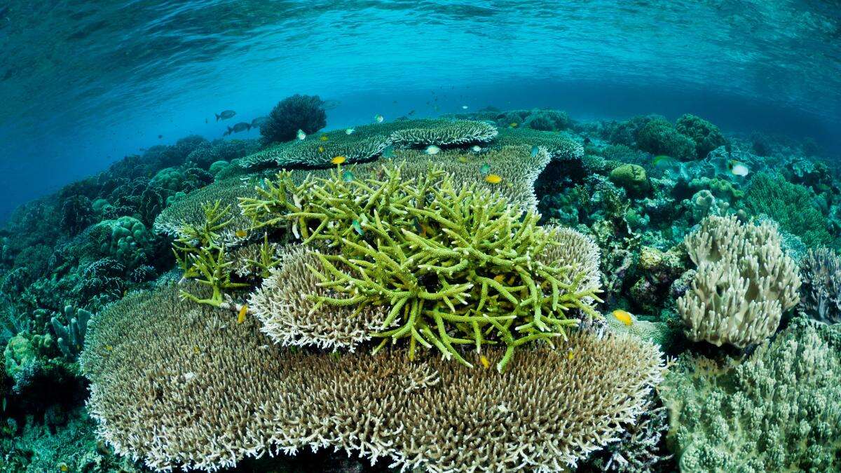 44% of warm-water coral species facing extinction, conservationists warn