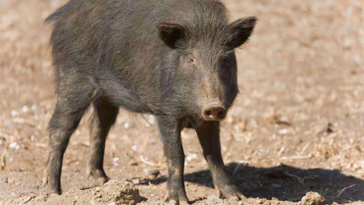 Pigs that were illegally released in the Cairngorms are captured and culled