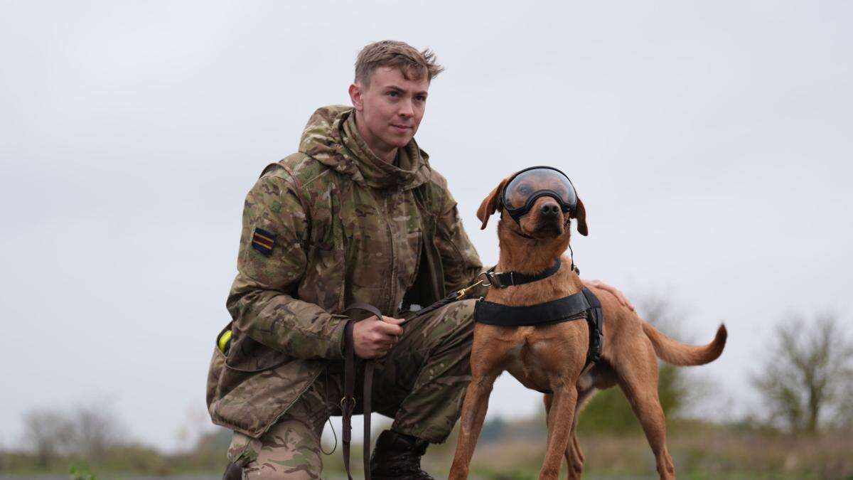 Pictures show military dogs wearing new equipment after £3.1m MoD contract