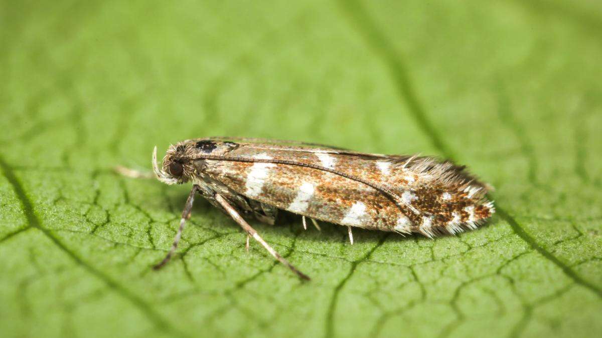 Nature lovers urged to join hunt for rare miniscule moth in Scottish mountains