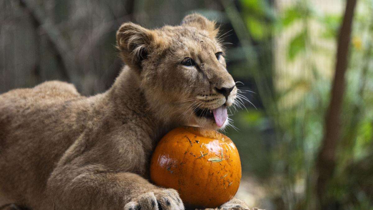 Animals at London Zoo get into Halloween spirit playing with carved pumpkins