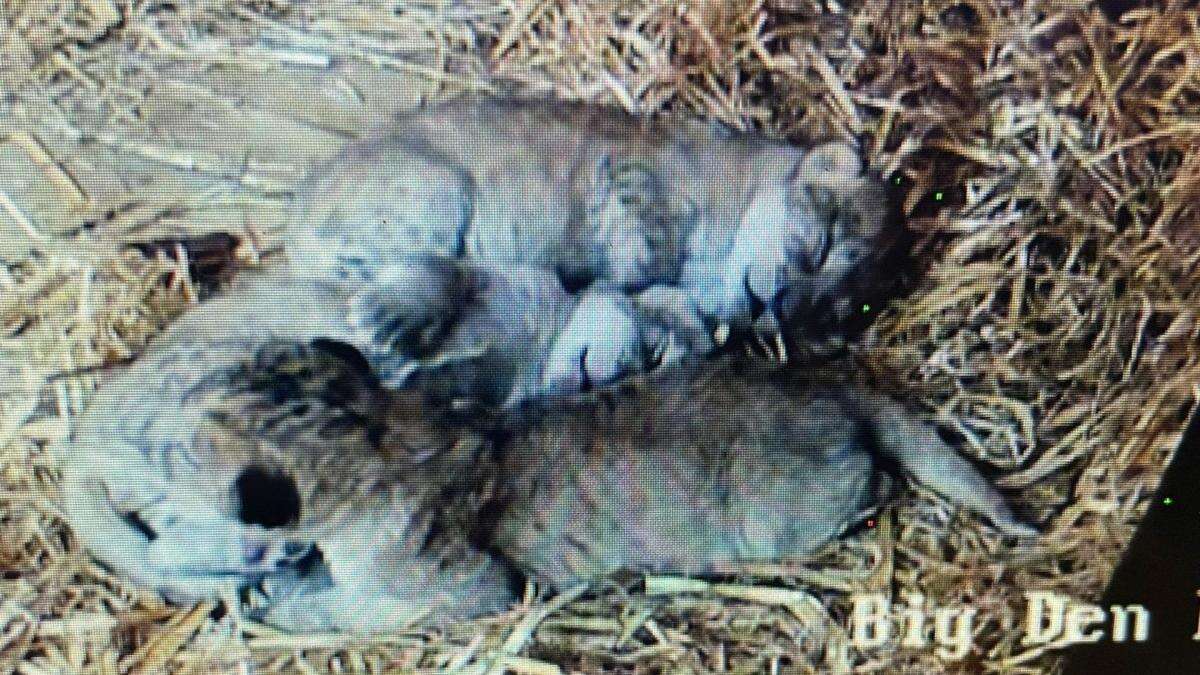 Whipsnade Zoo welcomes trio of rare North African lion cubs