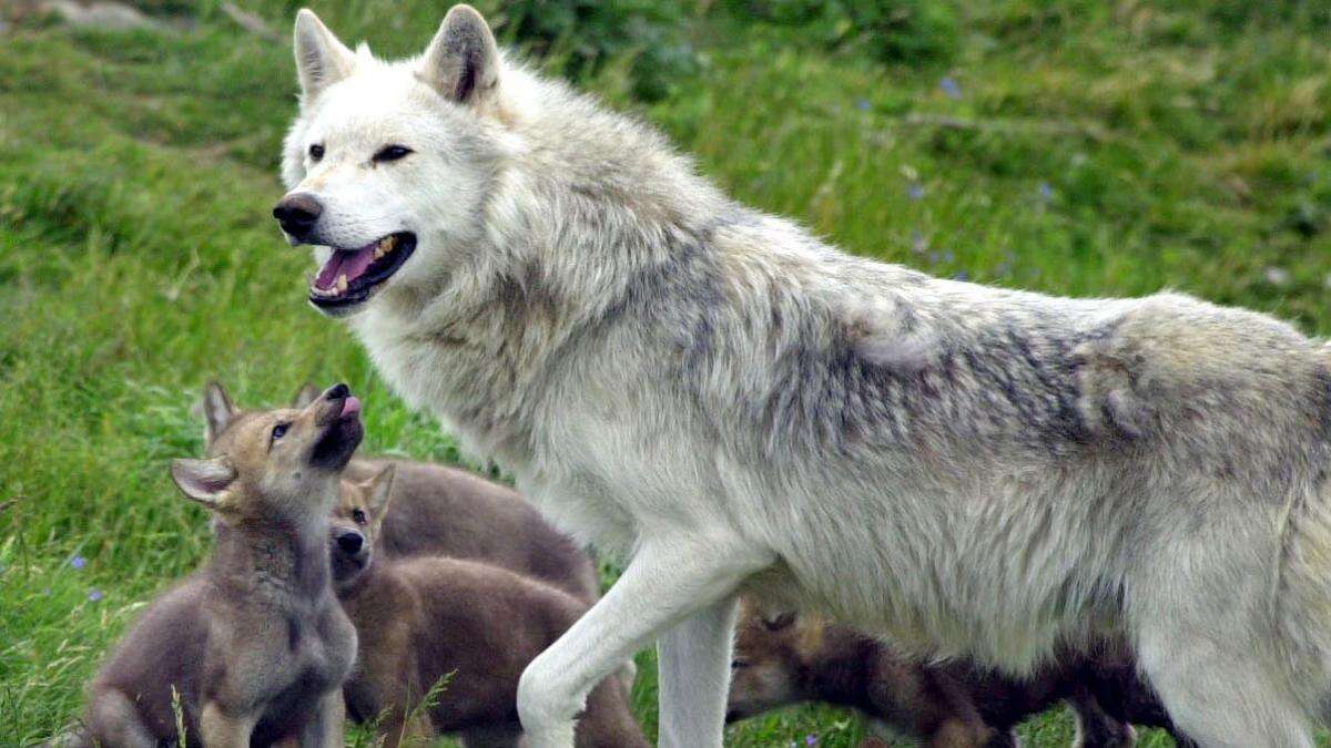 Reintroducing wolves could expand woodland areas and reduce CO2 – study