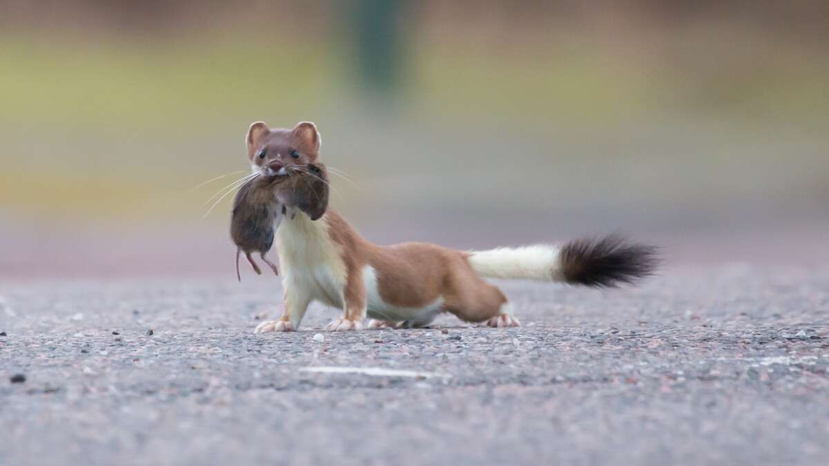 Project to remove invasive stoats from Orkney boosting native wildlife – RSPB