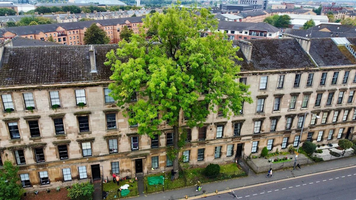 Glasgow’s ‘Argyle Street Ash’ wins Tree of the Year 2025 as wildcard entry