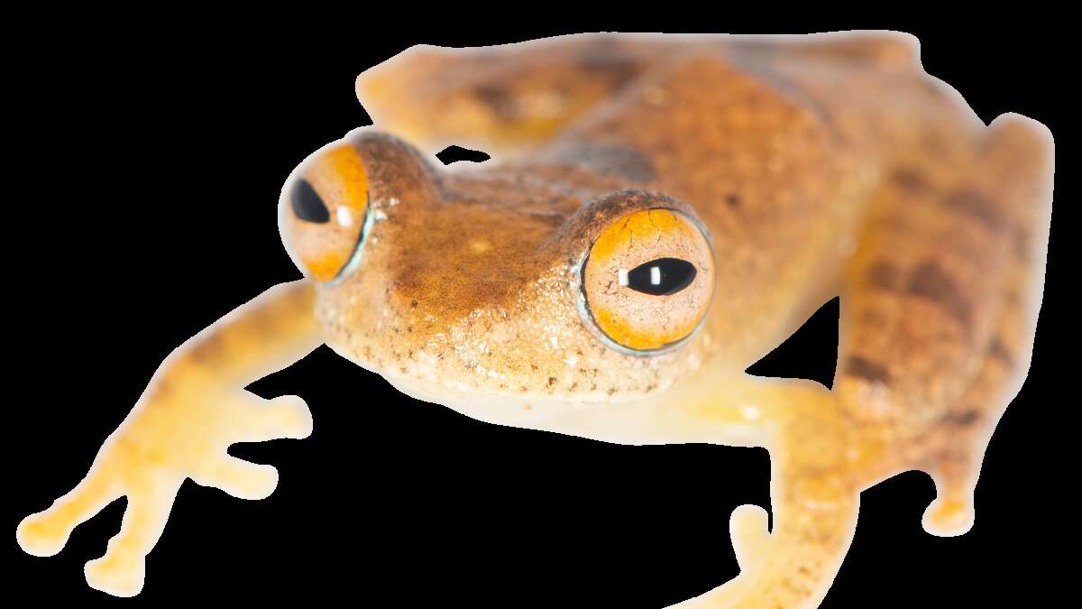 Seven new frogs discovered in Madagascar ‘sound like something from Star Trek’