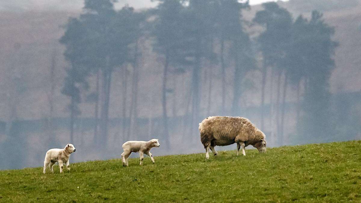 Small farms in national parks missed out on nature-friendly cash, warn MPs