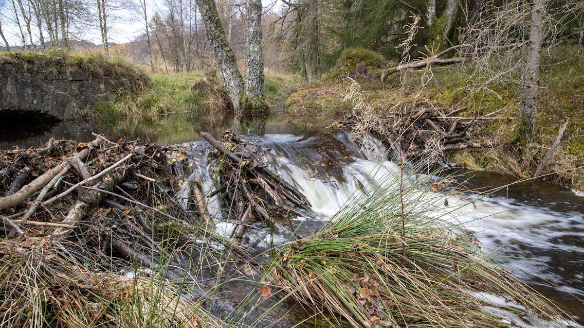 ‘When you put them back our wildlife blossoms’ – How beavers help nature, and us