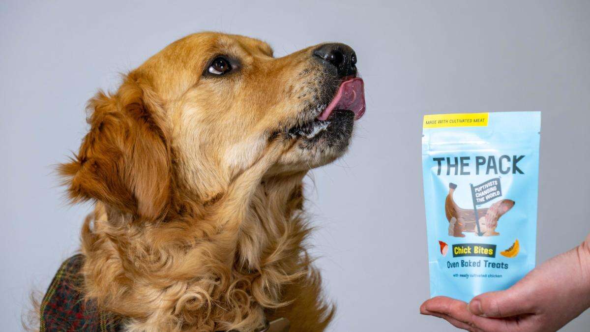 Dog treat made from cultivated meat on sale in UK in ‘world first’