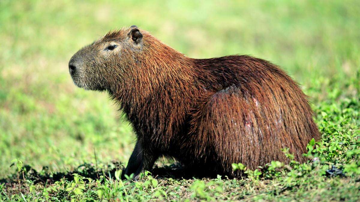 Zoo pleads with public for help finding escaped capybara