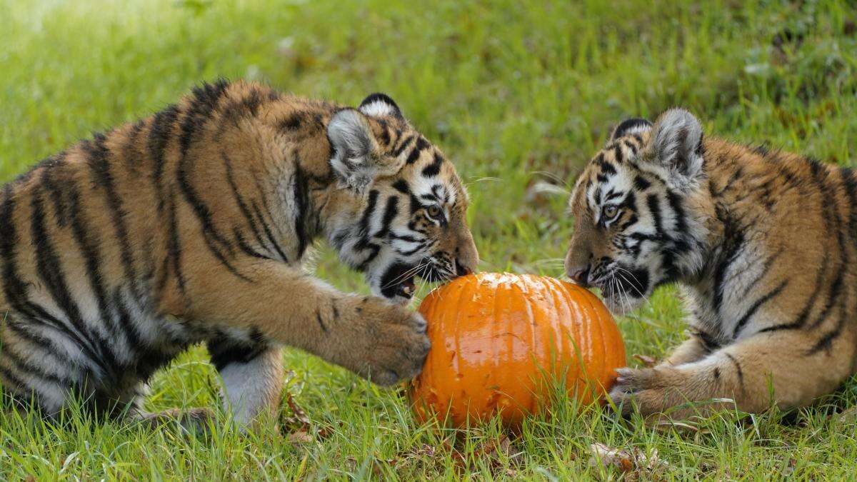 Trick or treat? Rare tiger cubs given pumpkin surprise