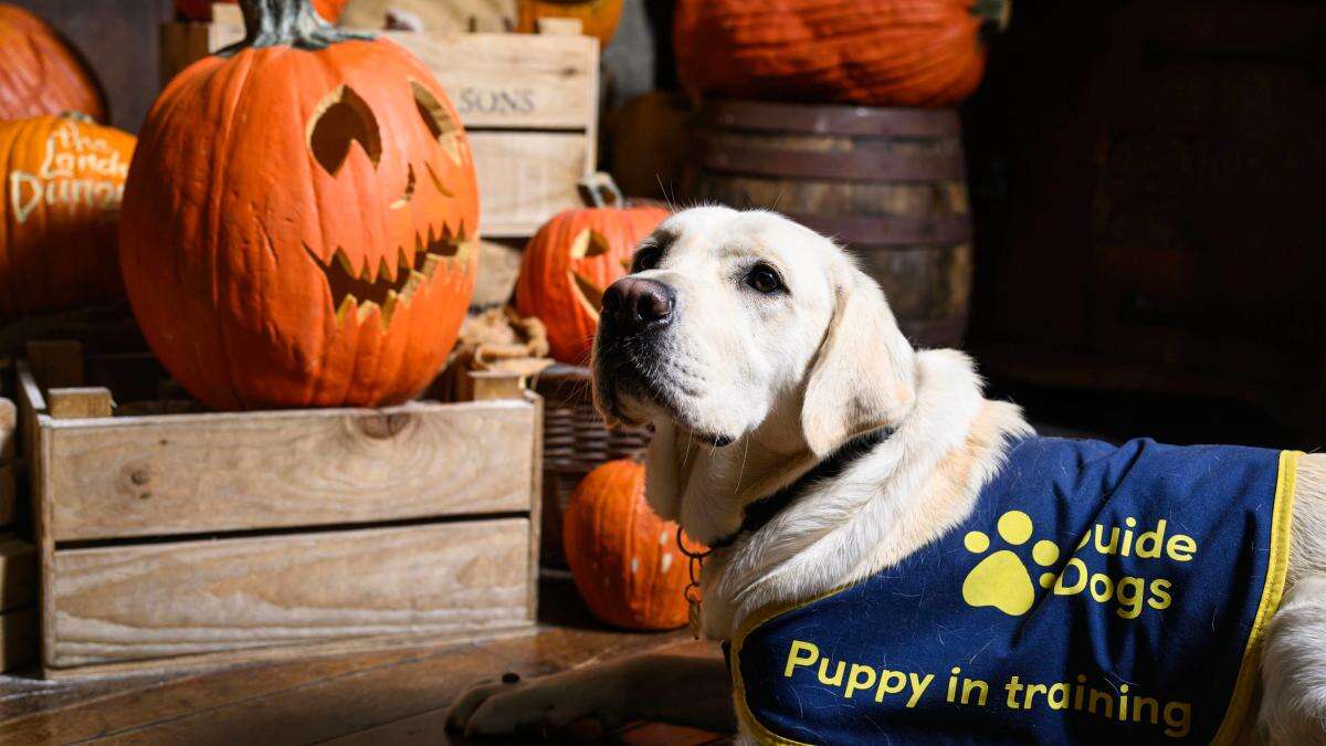 Guide Dog puppies explore spooky attractions ahead of Halloween