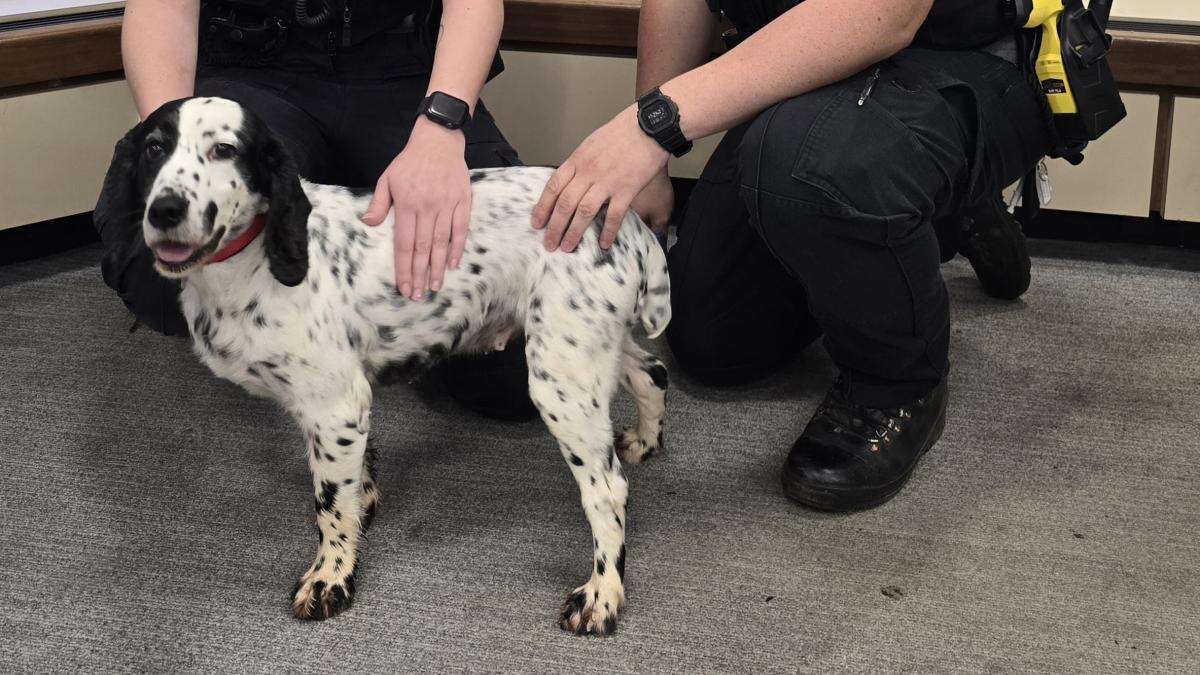 Dog reunited with owners eight years after being stolen