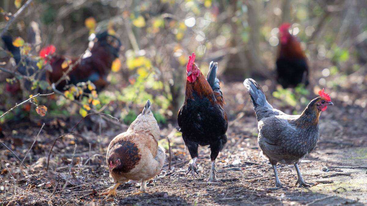 Chicken poo a factor in housing moratoriums, MPs told