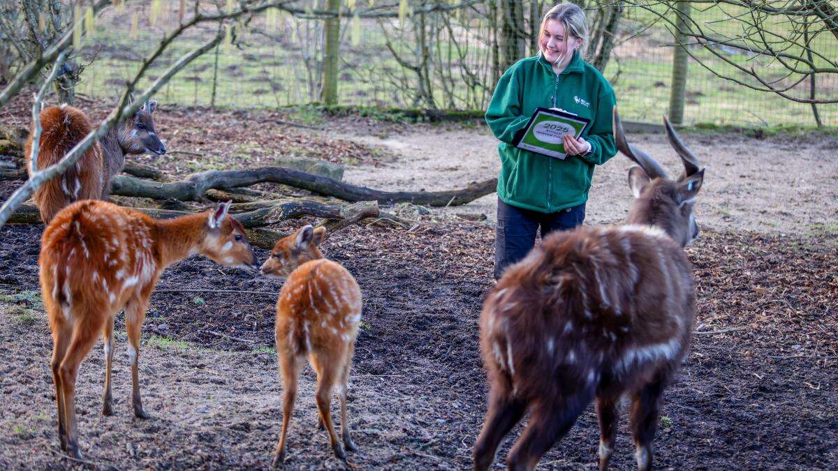 Penguins and ‘forest giraffe’ among animals totted up at Hampshire zoo