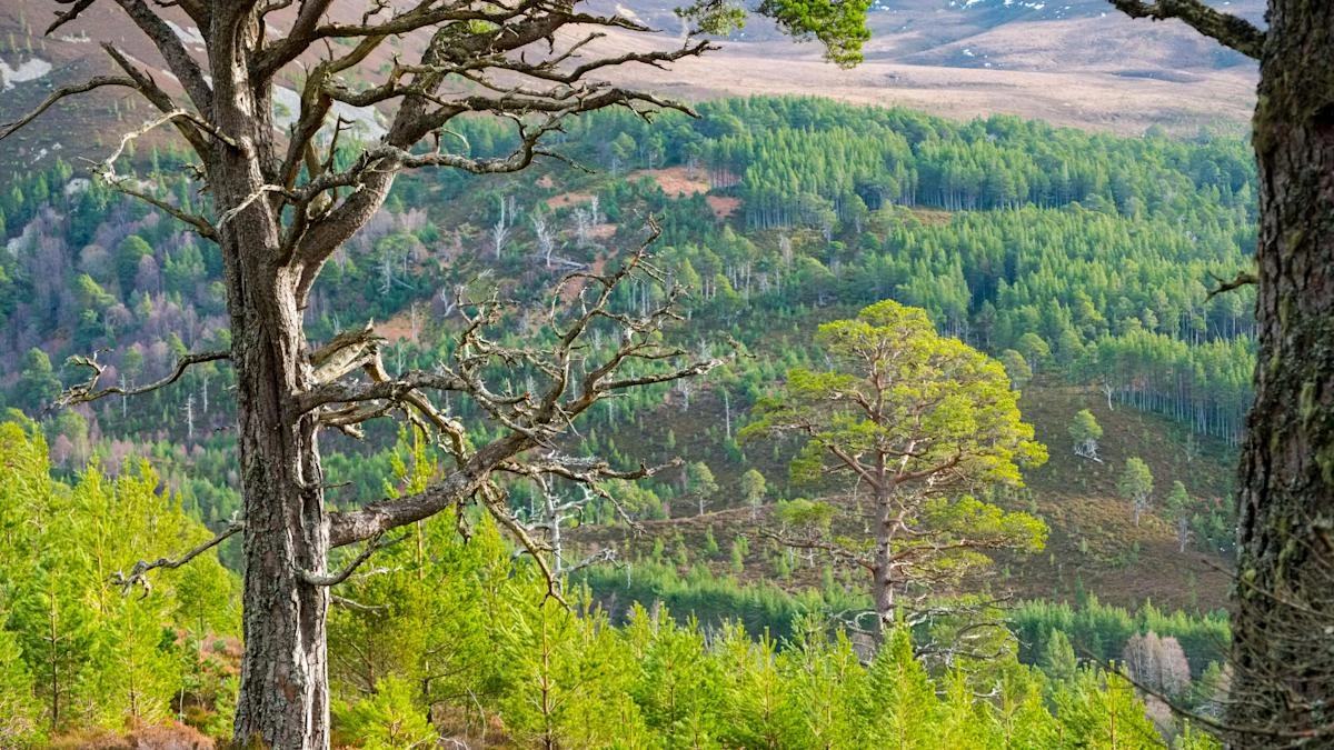 Paintings celebrate 800 years of Britain’s ‘first environmental laws’