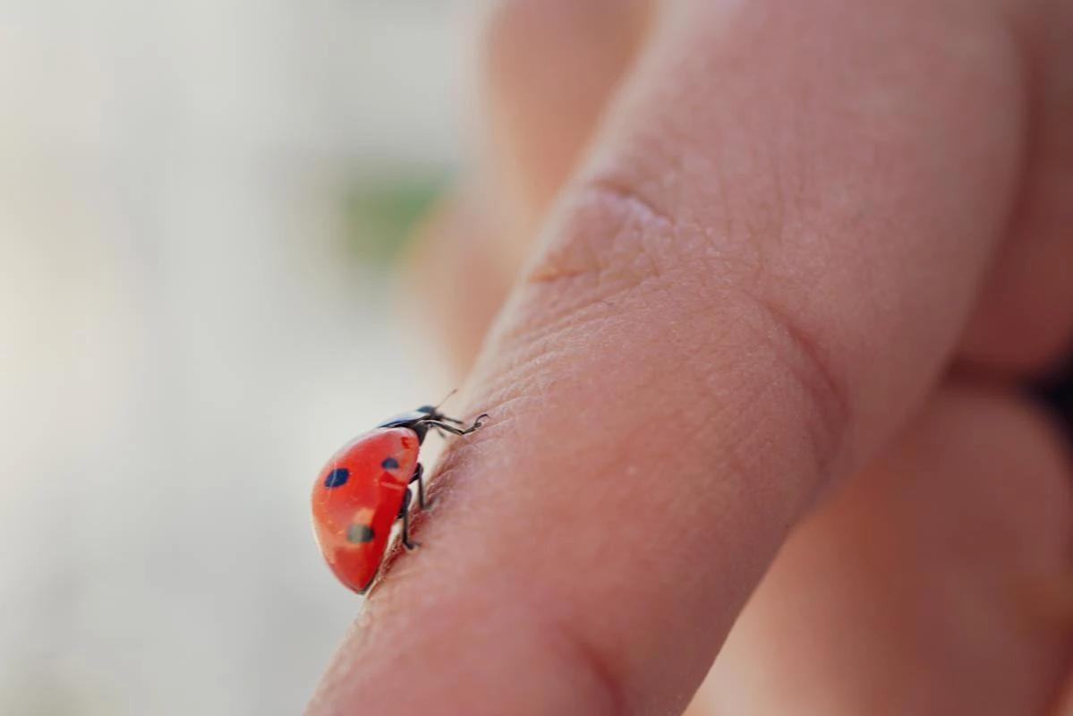 Why you’re suddenly spotting ladybirds in your home