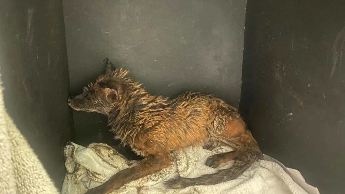 Fox stuck in oil rescued after two eyes spotted in ‘tar-like substance’