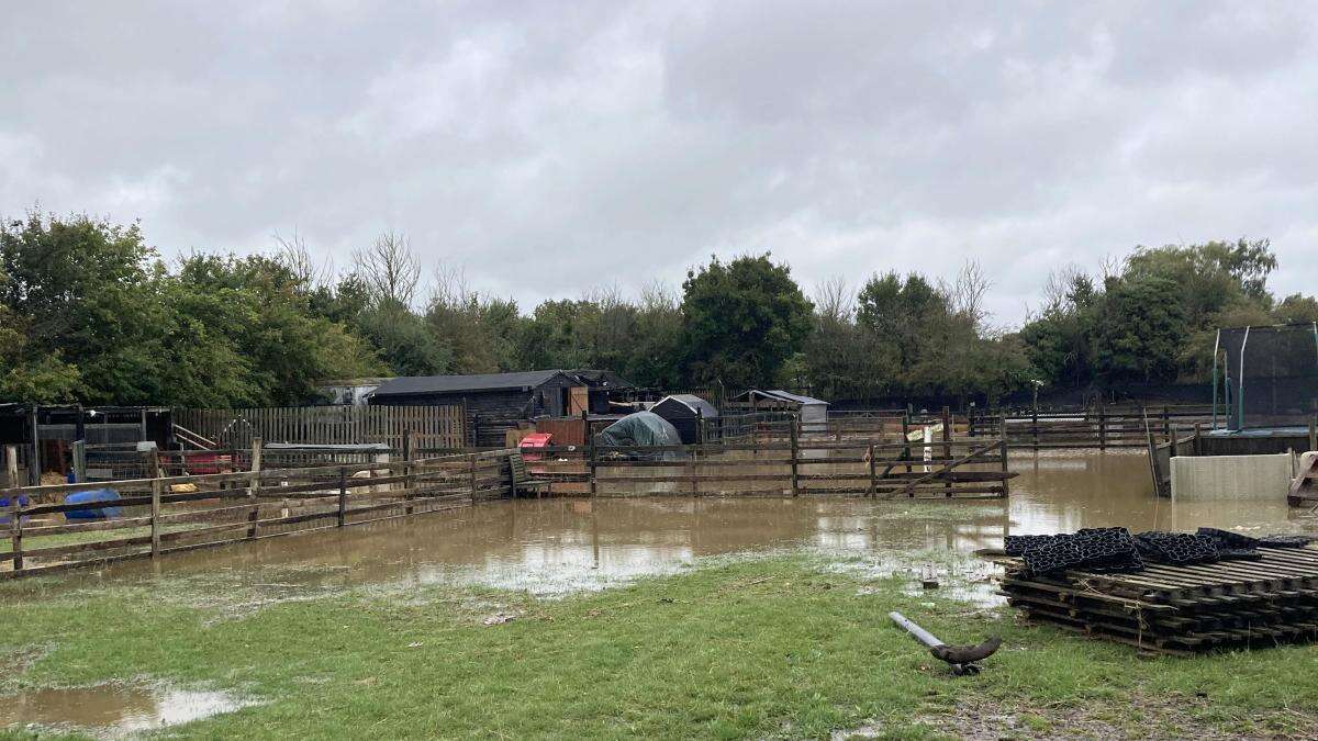 Animals rescued from floods by farm neighbours