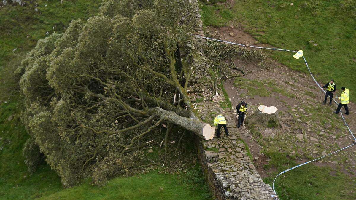 One of the Sycamore Gap defendants too ill for court