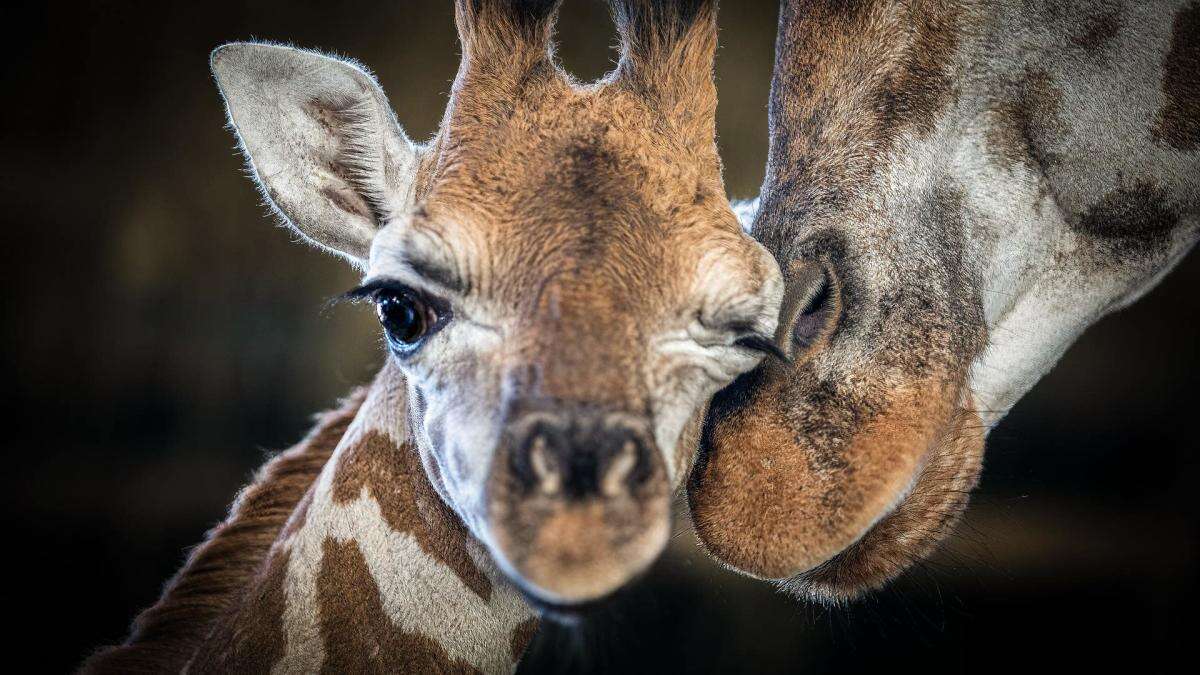 ‘Determined and curious’ giraffe calf dies at zoo