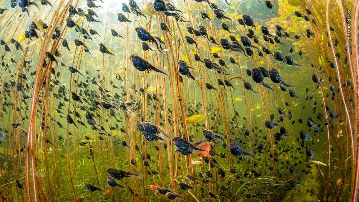 Swarm of tadpoles snapped by snorkelling photographer wins international contest