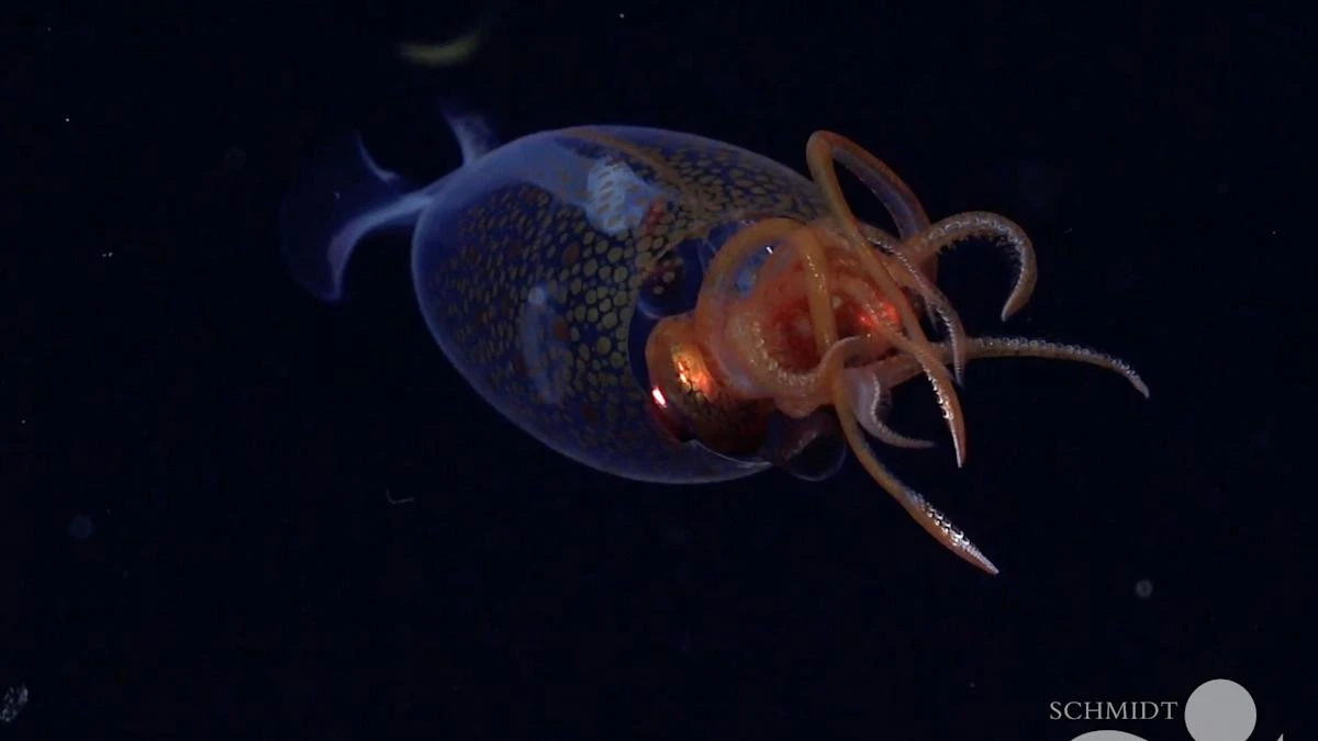 Colossal squid filmed alive for first time since its discovery a century ago