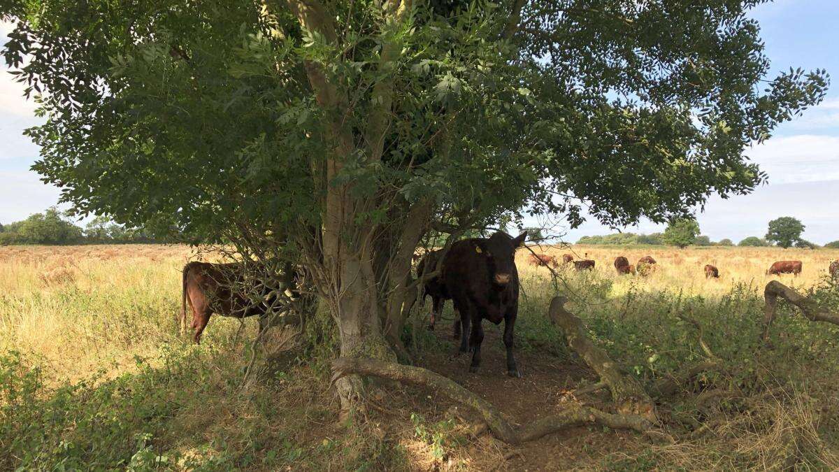 Get nature-friendly farming ‘right’ to meet legal green goals, watchdog warns