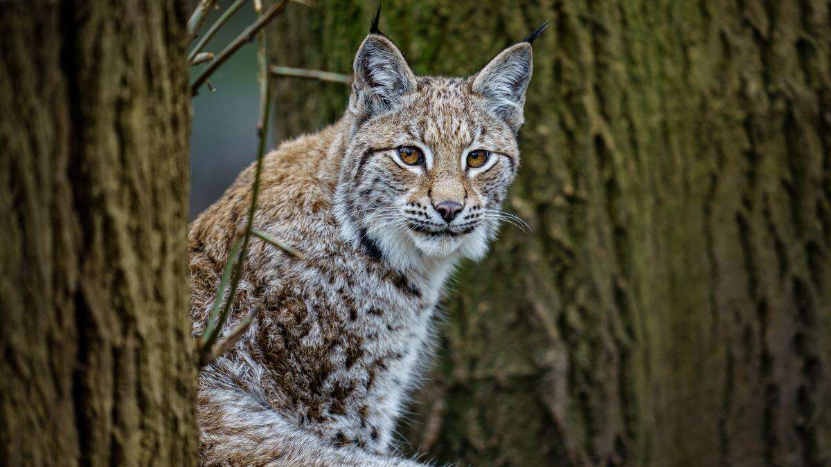 Two lynx on the loose in Cairngorms in suspected ‘illegal release’