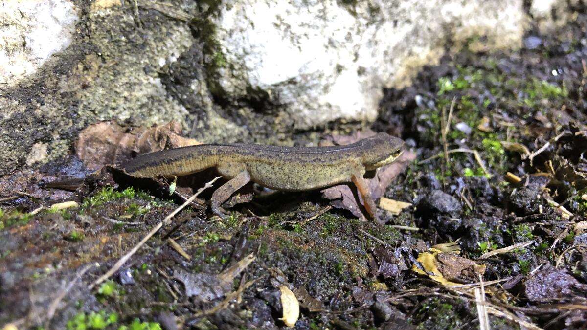 Toads on the road! Volunteers prepare for amphibian migration season