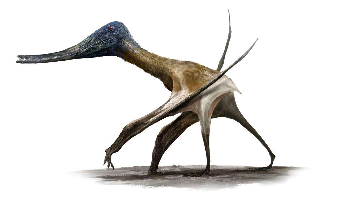 Scientists discover ‘surprising twist’ on how pterosaurs became flying giants