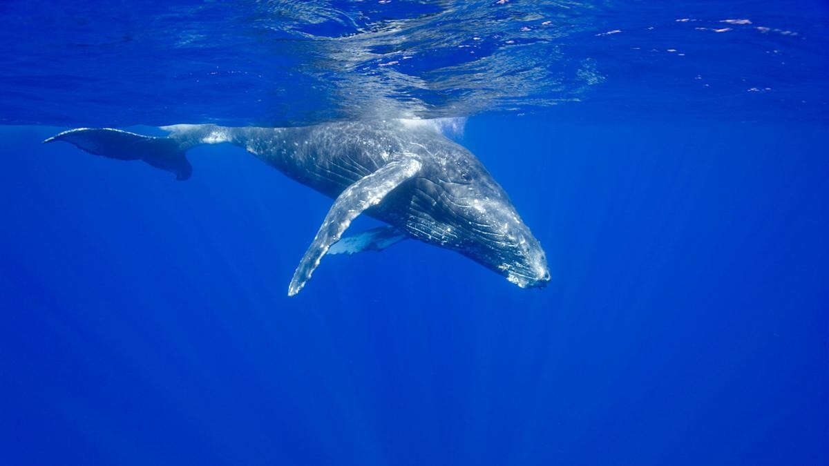 Whales transport vital nutrients from urine and carcasses across oceans – study