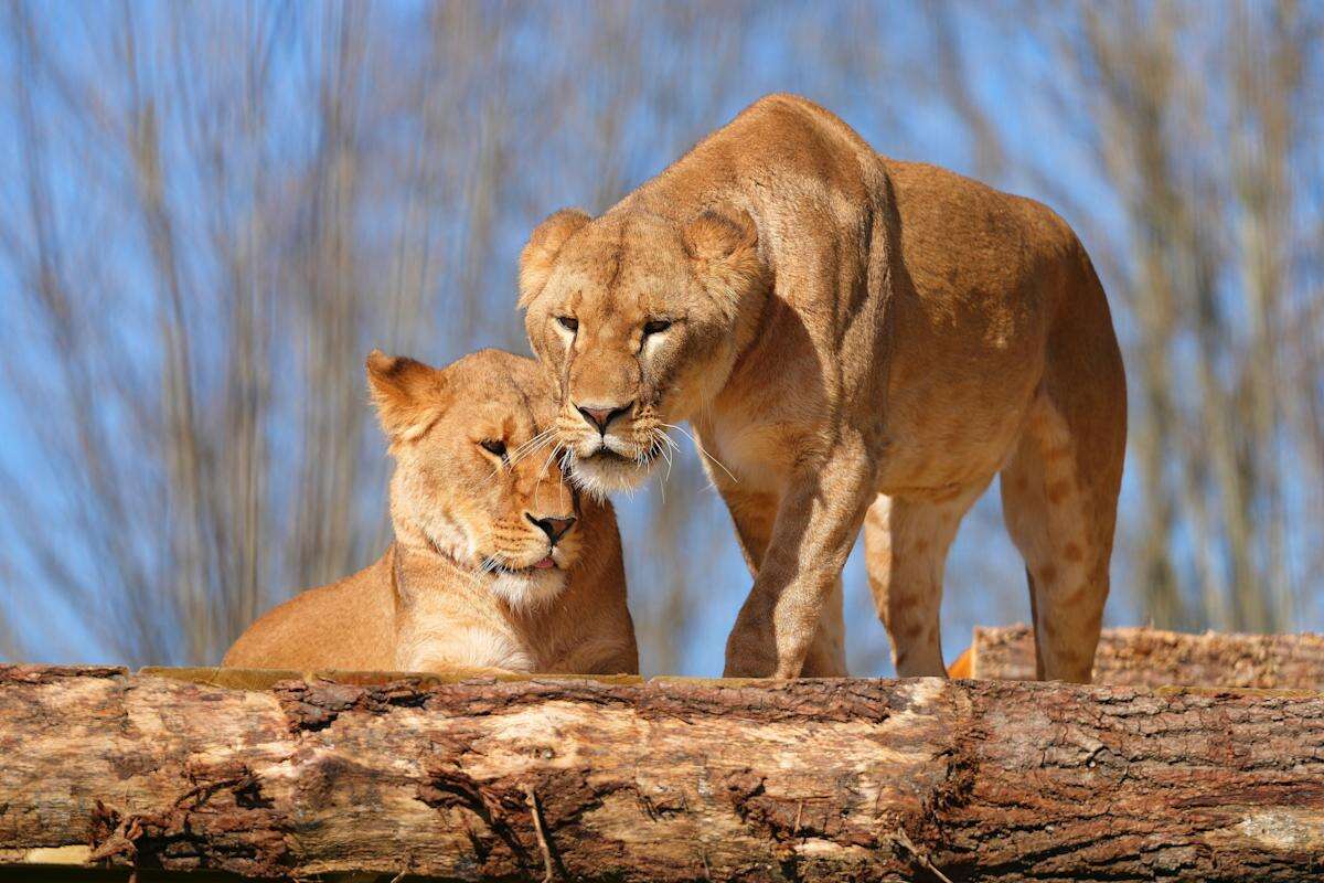 5 lions rescued from the war in Ukraine