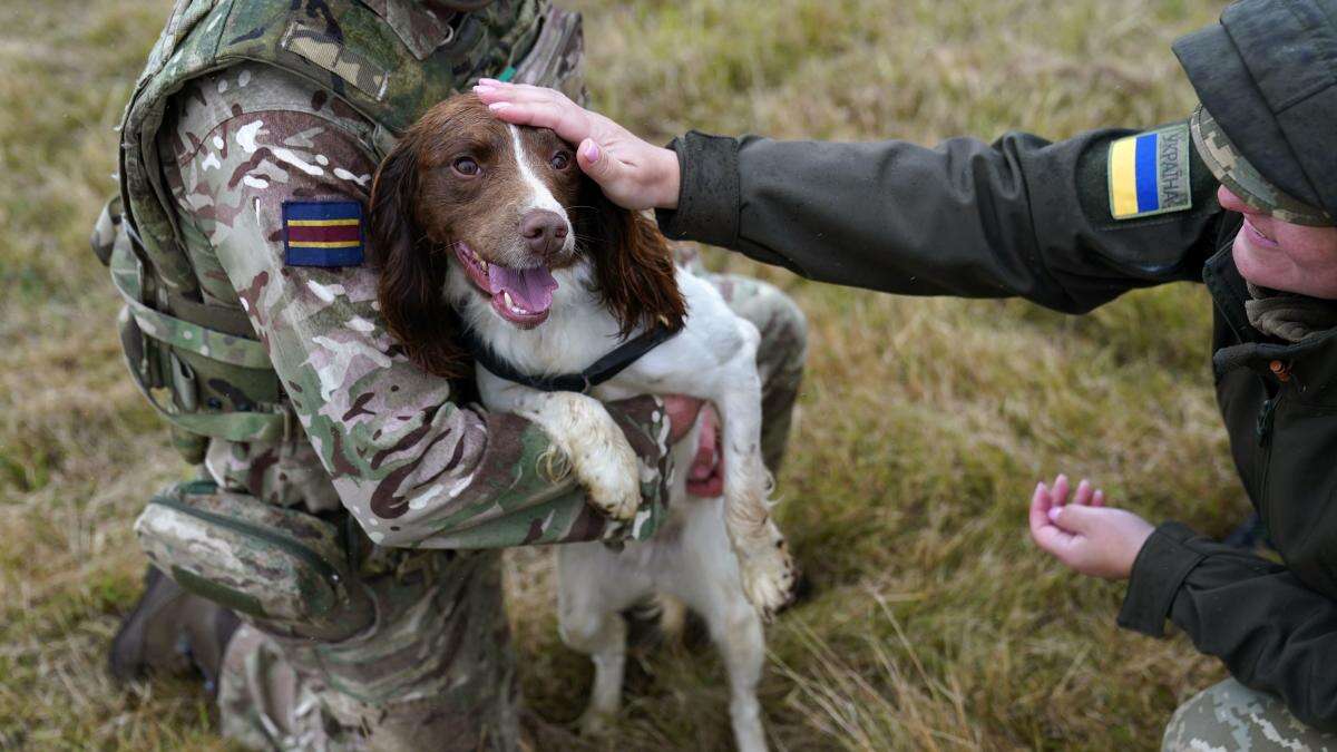 Military dogs save ‘hundreds’ of lives in Ukraine, says handler