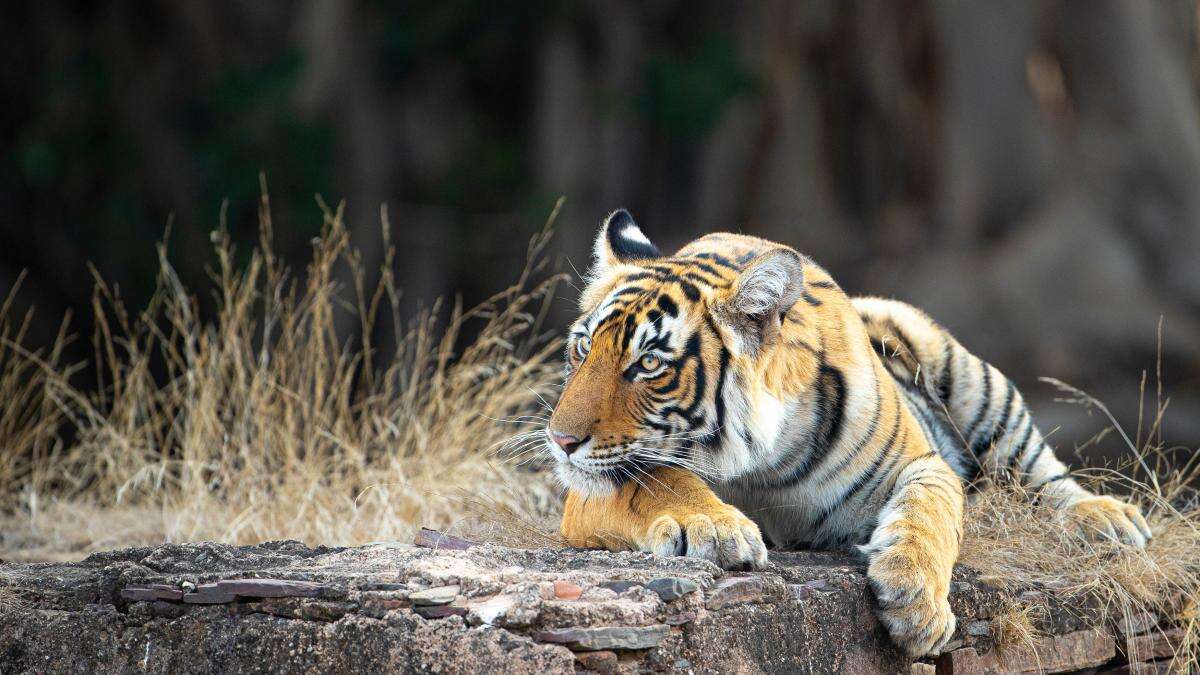 Tiger photo-book raising funds for big cat conservation launched this week