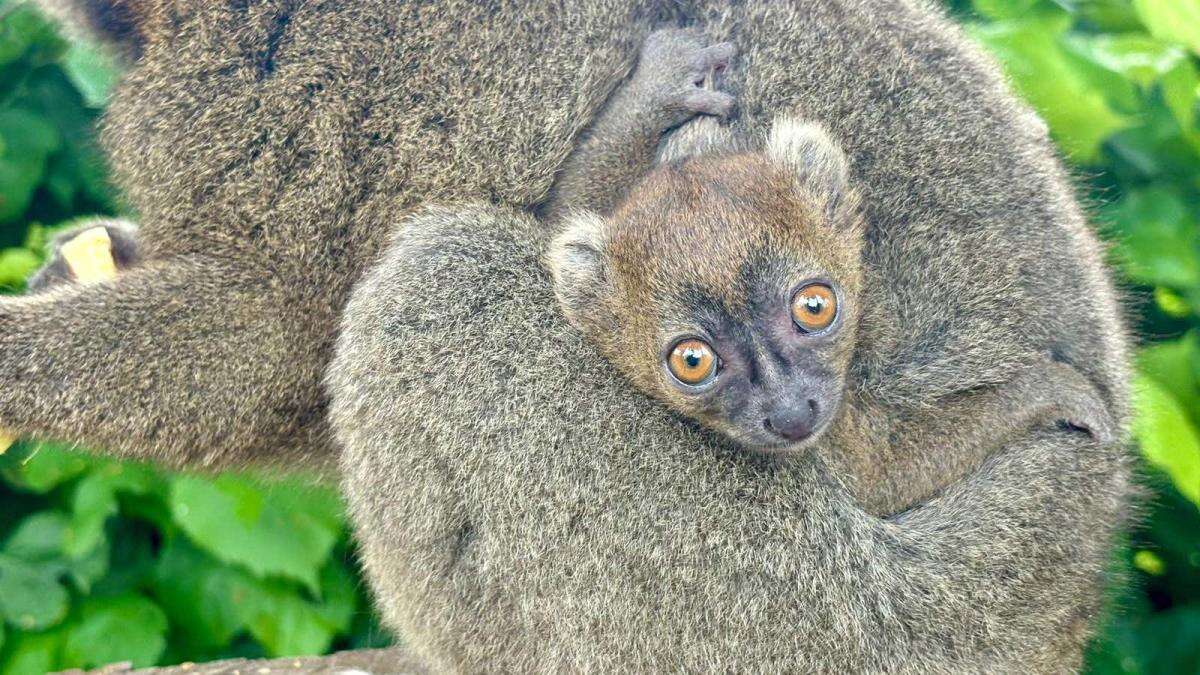 Critically endangered lemur born at Cotswold Wildlife Park