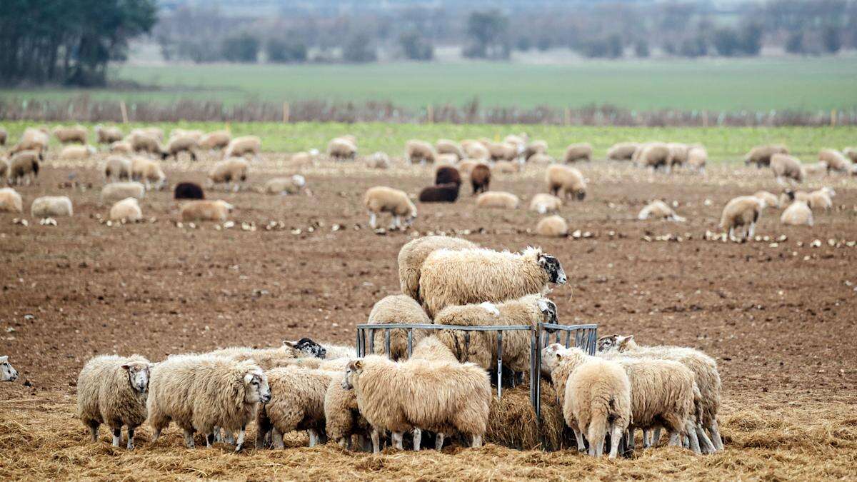 Farmers to gather in London for pancake day protest against inheritance tax