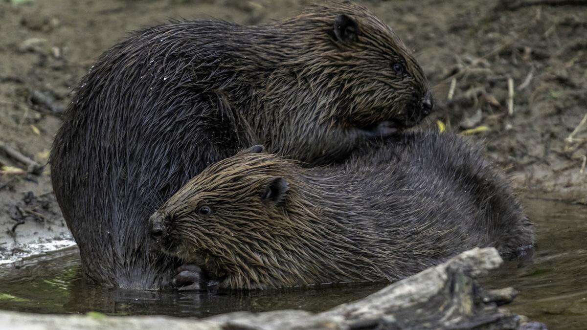 Wild releases of beavers in England get go-ahead in ‘milestone’ for nature