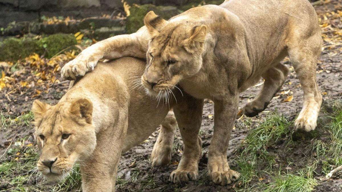 ‘Traumatised’ lions rescued from Ukraine to arrive at UK ‘forever home’