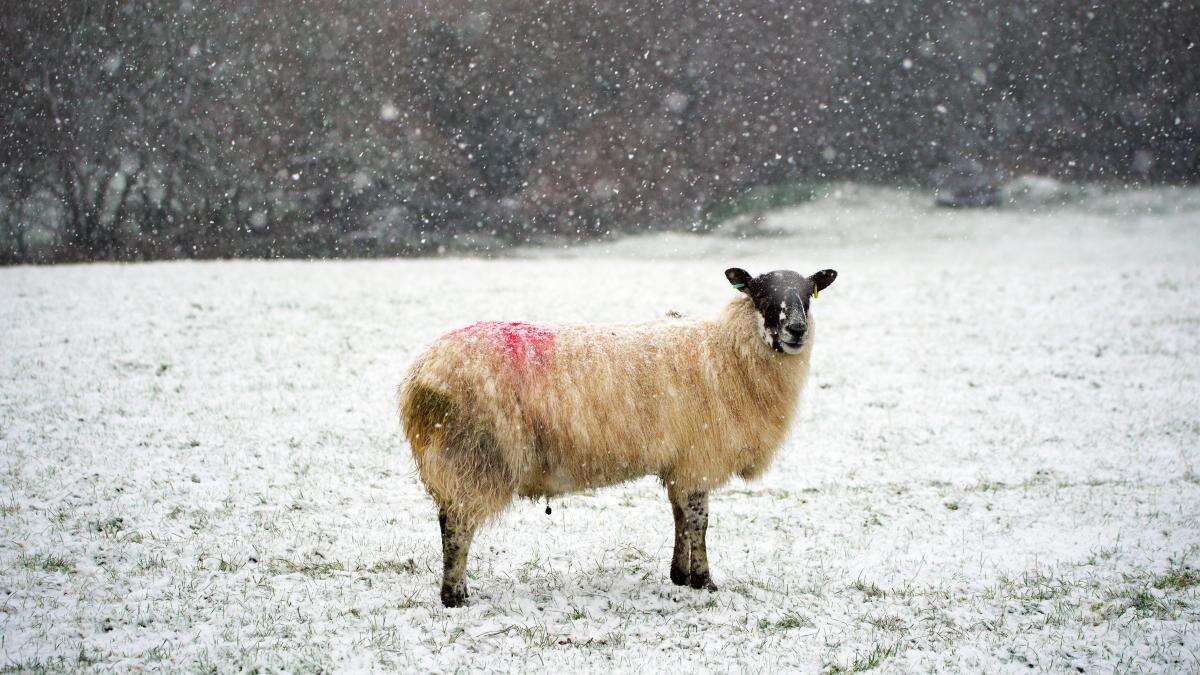 Hundreds of schools closed across northern Scotland as weather warning extended