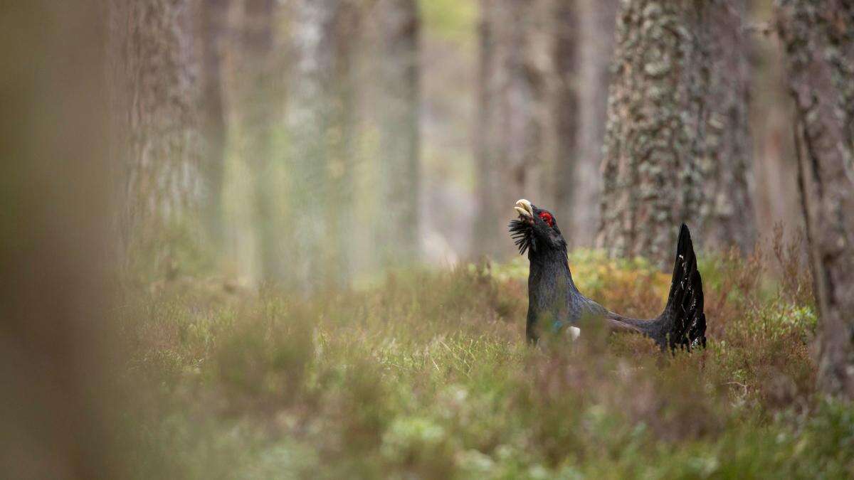 Emergency plan launched to save capercaillie in Cairngorms National Park