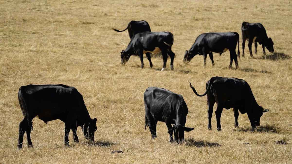 No drop in food standards, says Government as UK-US deal opens up beef trade
