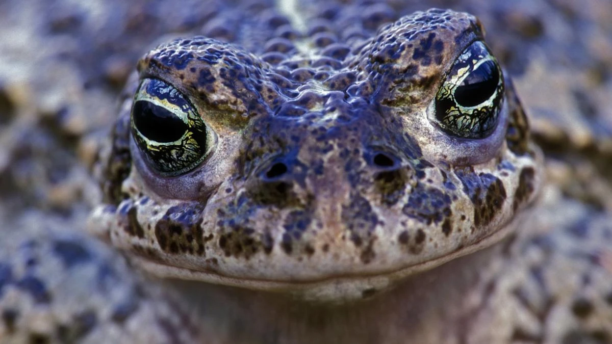 UK’s noisiest amphibians making ‘remarkable comeback’ in South Downs