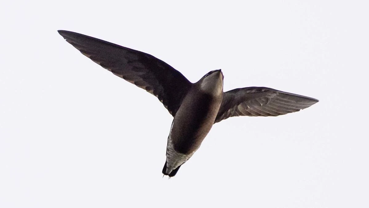 Rare white-throated needletail spotted in England for first time in 34 years