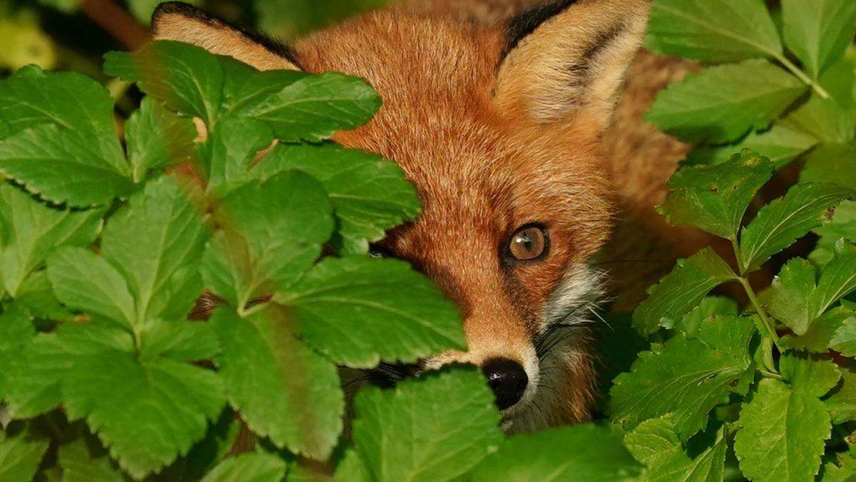 Government urged to honour manifesto pledge to ban ‘cruel’ snares in England