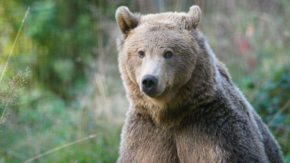 Boki the brown bear set for brain surgery this week