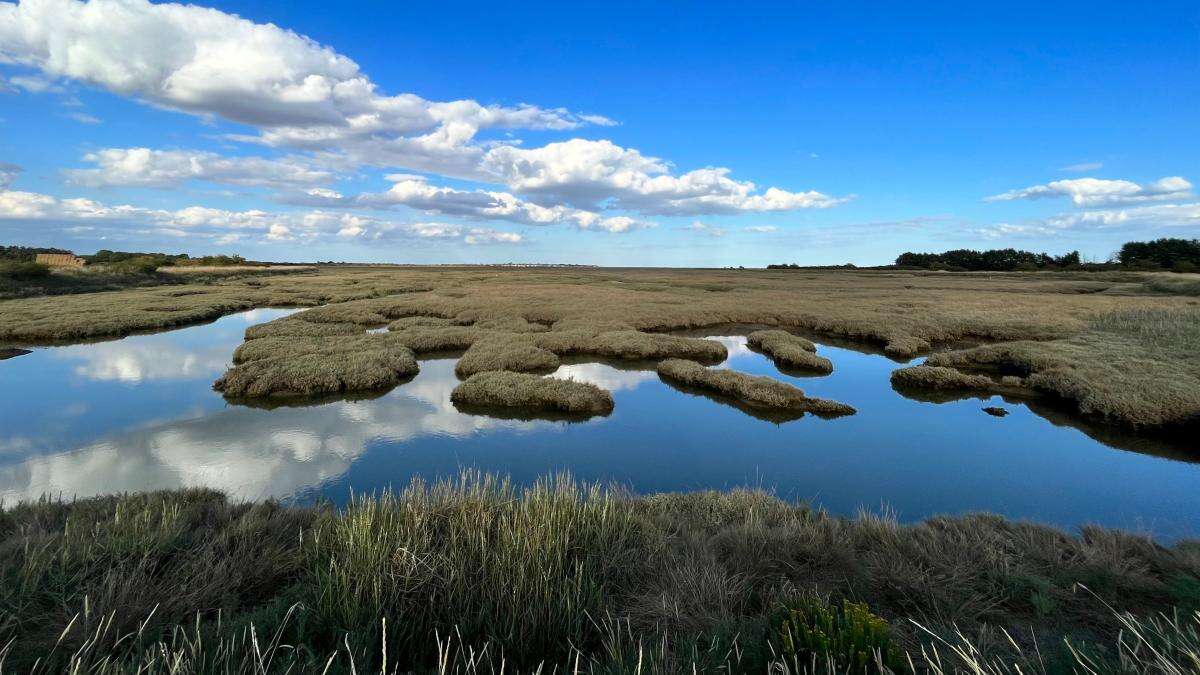 Coastal saltmarsh plays role in carbon storage, flood prevention and wildlife